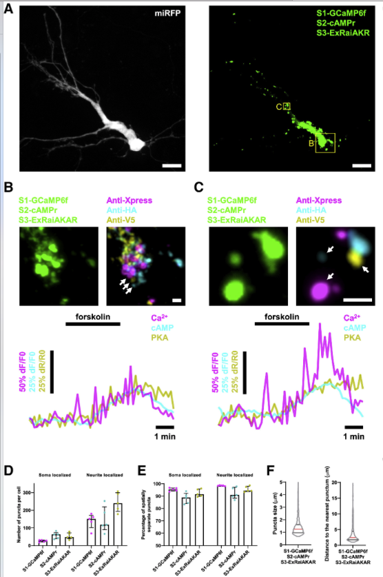 mmw_lmw's tweet photo. Imaging #SignalingNetwork Dynamics | Spatial Multiplexing of Fluorescent Reporters | Edward Boyden @MIT @CellCellPress https://t.co/q6MWRDPDnw https://t.co/Dfm2HgfxLn