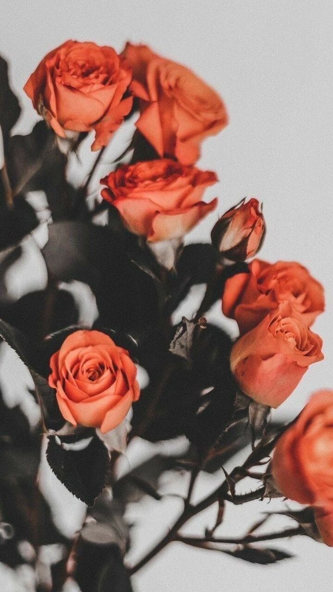 "Sevdiklerinize gül veriniz gülünüz yoksa gülüveriniz."

Hz. Mevlana (k.s.a)