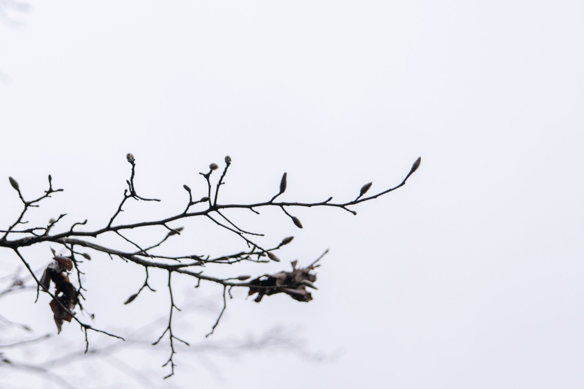 軽井沢草花館 V Twitter 11月25日 軽井沢雲場池 曇天の朝 冷え込みゆるくおだやかです コブシの木には花芽が付いて 来春の開花にむけて準備が出来ていました