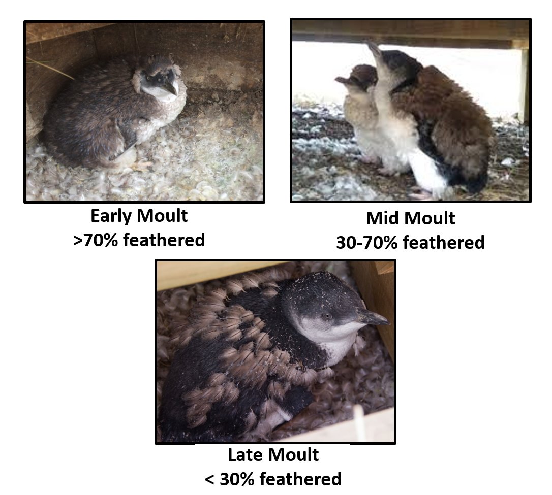 (4/6)  #BOUsci20 Moult is asynchronous meaning that  #penguins can be found in various stages of moult at same time. So, the first thing I did was define three main categories based on feather cover percentages