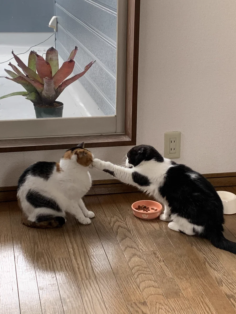 「これは渡さない！」のパンチ！これが本物の猫パンチｗｗ