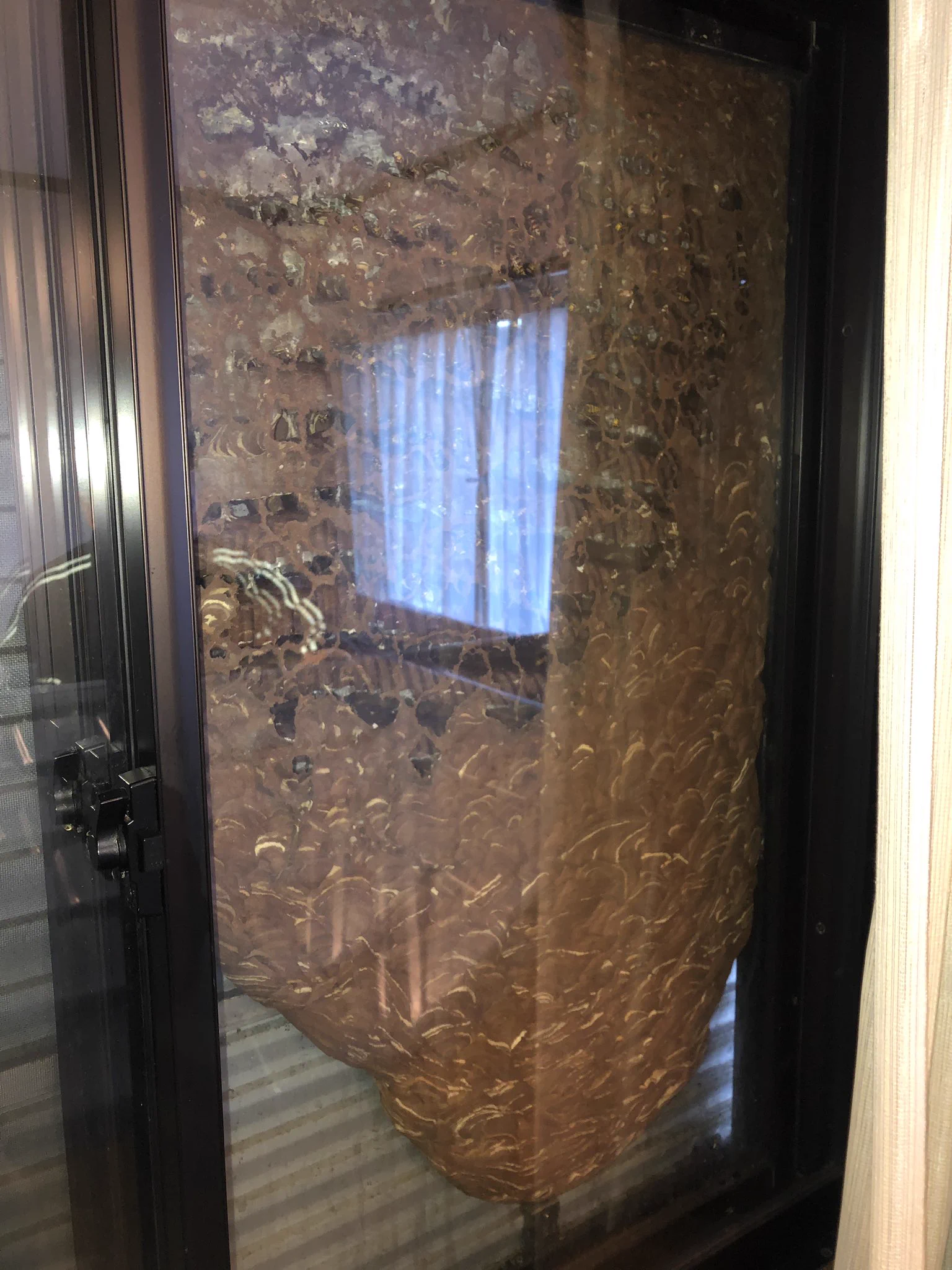 こんなサイズの蜂の巣を作られるなんて怖すぎる！カーテンを開けたら驚きの光景が･･･！
