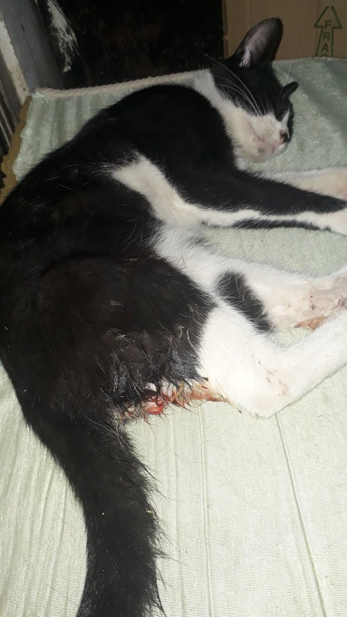 leche_dchetos's tweet photo. Tiene una fractura de fémur astillada. Lo atacó un perro, y dentro de todo la saco barata porque solo es una mordedura en su pata trasera derecha + la fractura de fémur. Pudo ser peor.. https://t.co/0ctbmv9aXd