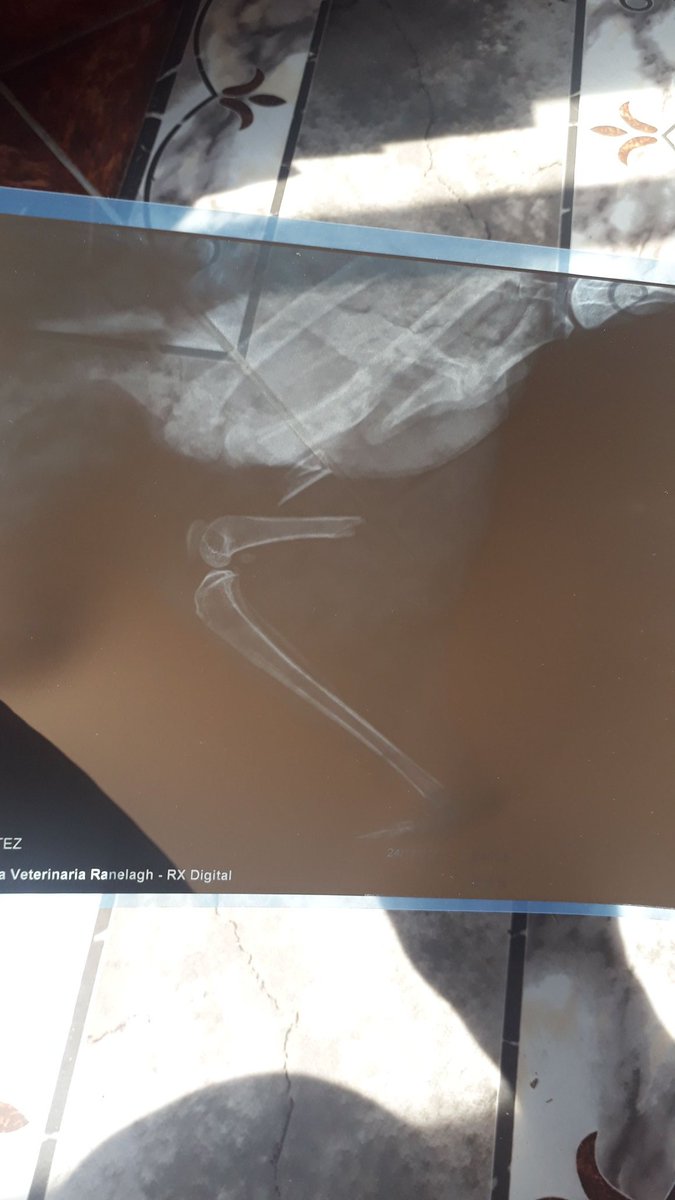 leche_dchetos's tweet photo. Tiene una fractura de fémur astillada. Lo atacó un perro, y dentro de todo la saco barata porque solo es una mordedura en su pata trasera derecha + la fractura de fémur. Pudo ser peor.. https://t.co/0ctbmv9aXd