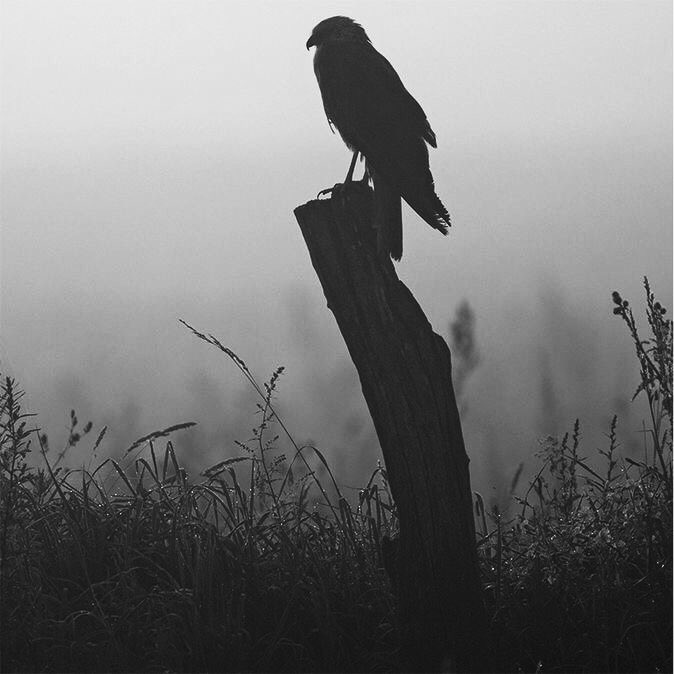 patronus ☕︎︎ sparrow hawk