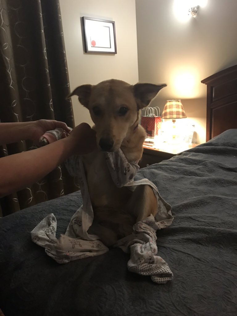 Blacksmorez's tweet photo. “Get her a onesie” she said. “It will help” she said. https://t.co/8sk2pdsvWX
