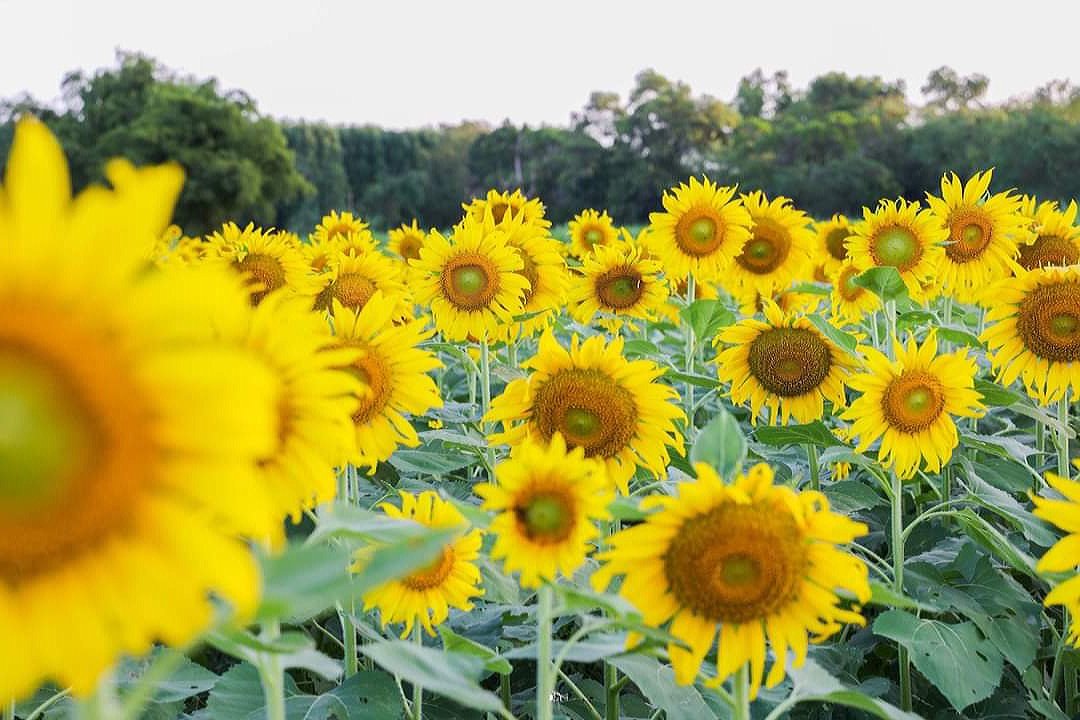 ม อ นิ่ ง  ,  ส ด ชื่ น  !
#Sunflowers
💛 🌻🌻🌻 💛