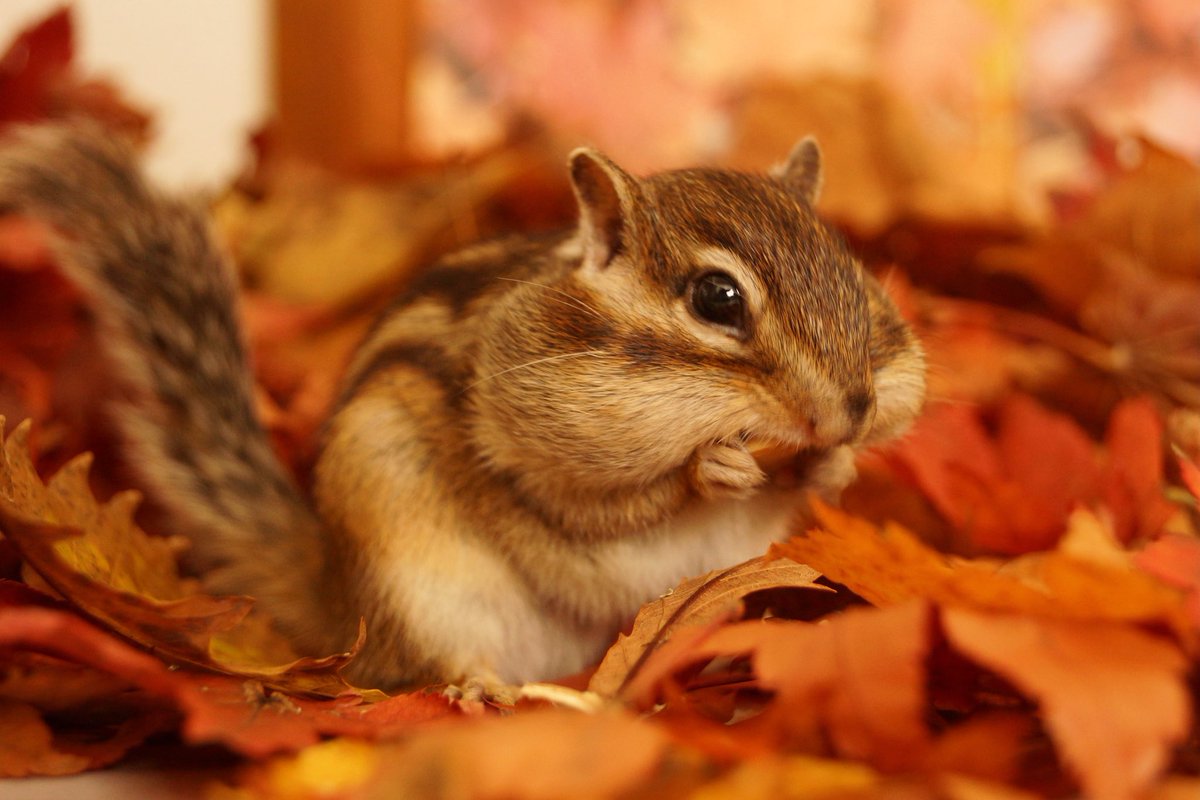 Tod たくさんのお宝はホッペの中に… I found a lot of nuts! #chipmunk