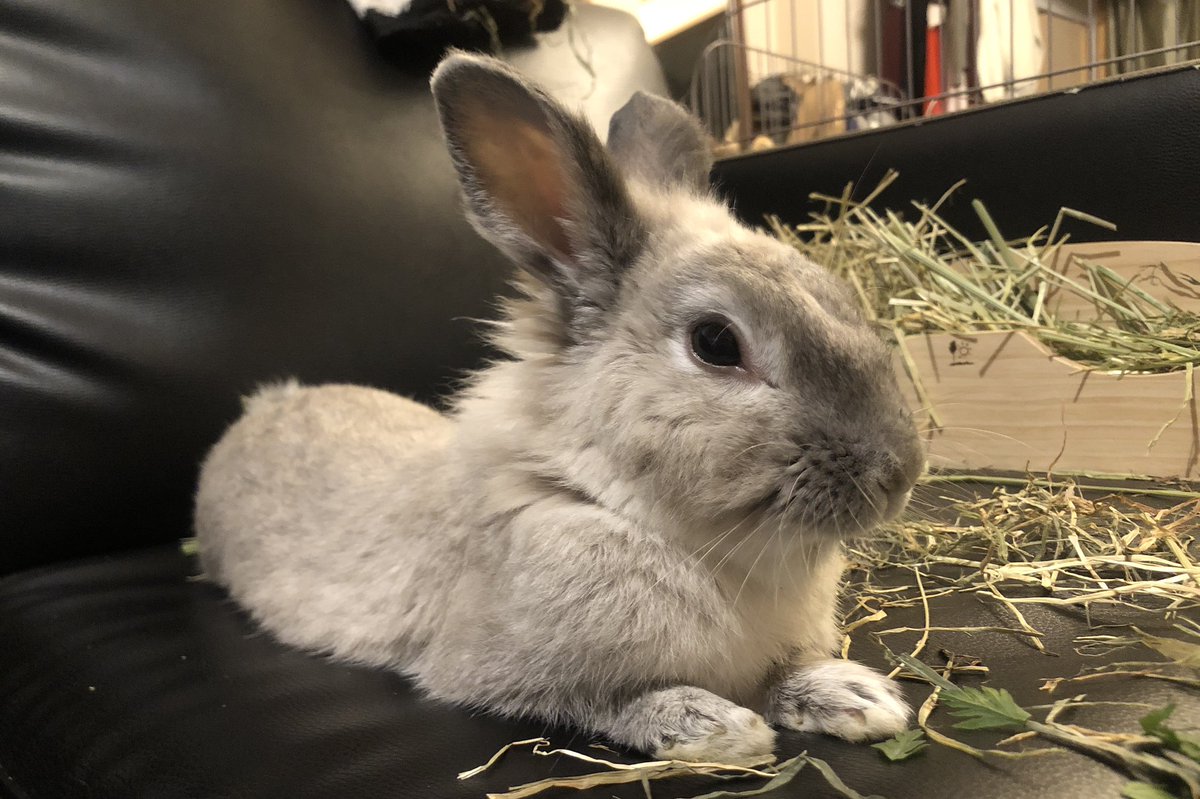 りえすぱ む ちゃんは牧草はまだ食べられないけど 細かくちぎった葉っぱ １ ２ミリ角に刻んだ人参や葉物野菜の茎 水分補給のゼリーは食べてくれてます ただ 置いてあってもあんま食べなくて 飼い主がそのものなりお皿なりを差し出すと食べてくれ
