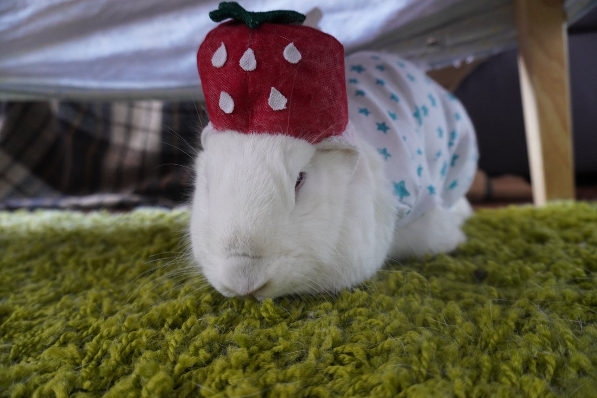 BuchiMomoCh's tweet photo. モモちゃん、1歳を迎えましたが、感想はございますか？

ﾓﾓ｛変なの被らされてるんですけ���…

＃うさぎ　＃誕生日　＃モモ https://t.co/ylS56cvOmW