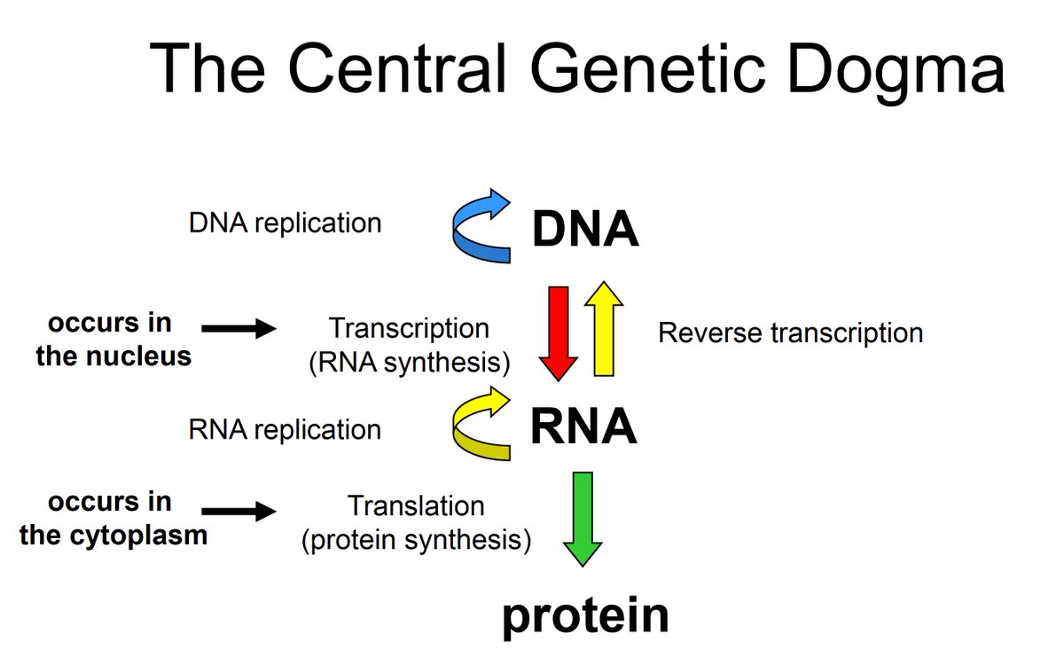 I attach a graphic that illustrates the central genetic dogma. Generally, our human DNA is transcribed into RNA (red arrow), which is then translated into protein (green arrow). (2/n)