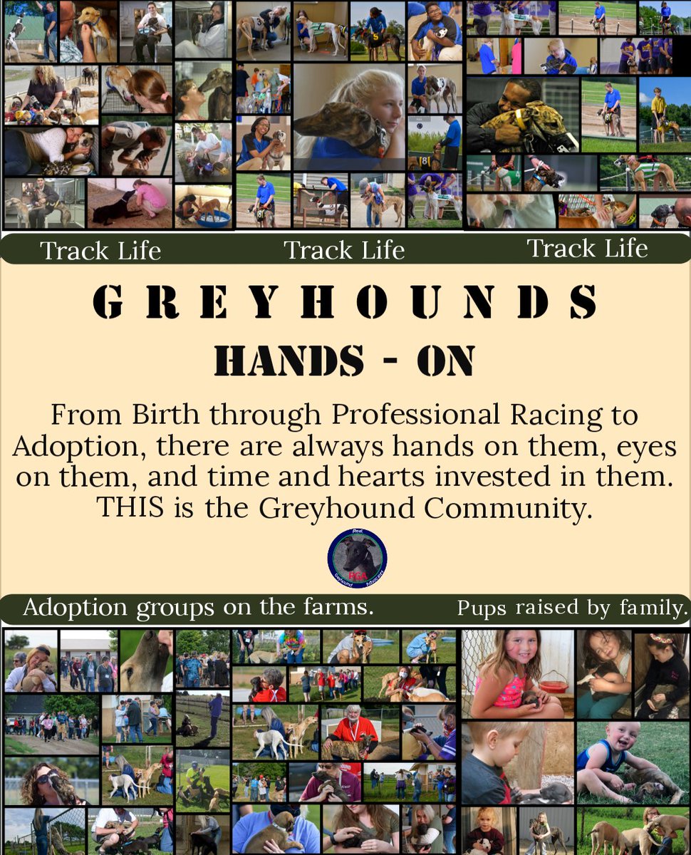 RealGreyhound's tweet image. HAVE YOU EVER?
- Personally been hands-on w/racing bred greyhounds from birth to adoption?
-Been behind the scenes to see what their lives are really like? 
- Wondered why orgs like Grey2K, HSUS &amp;amp; PeTA don't post 100's of their own pics w/racing bred greyhounds?
#FactsMatter