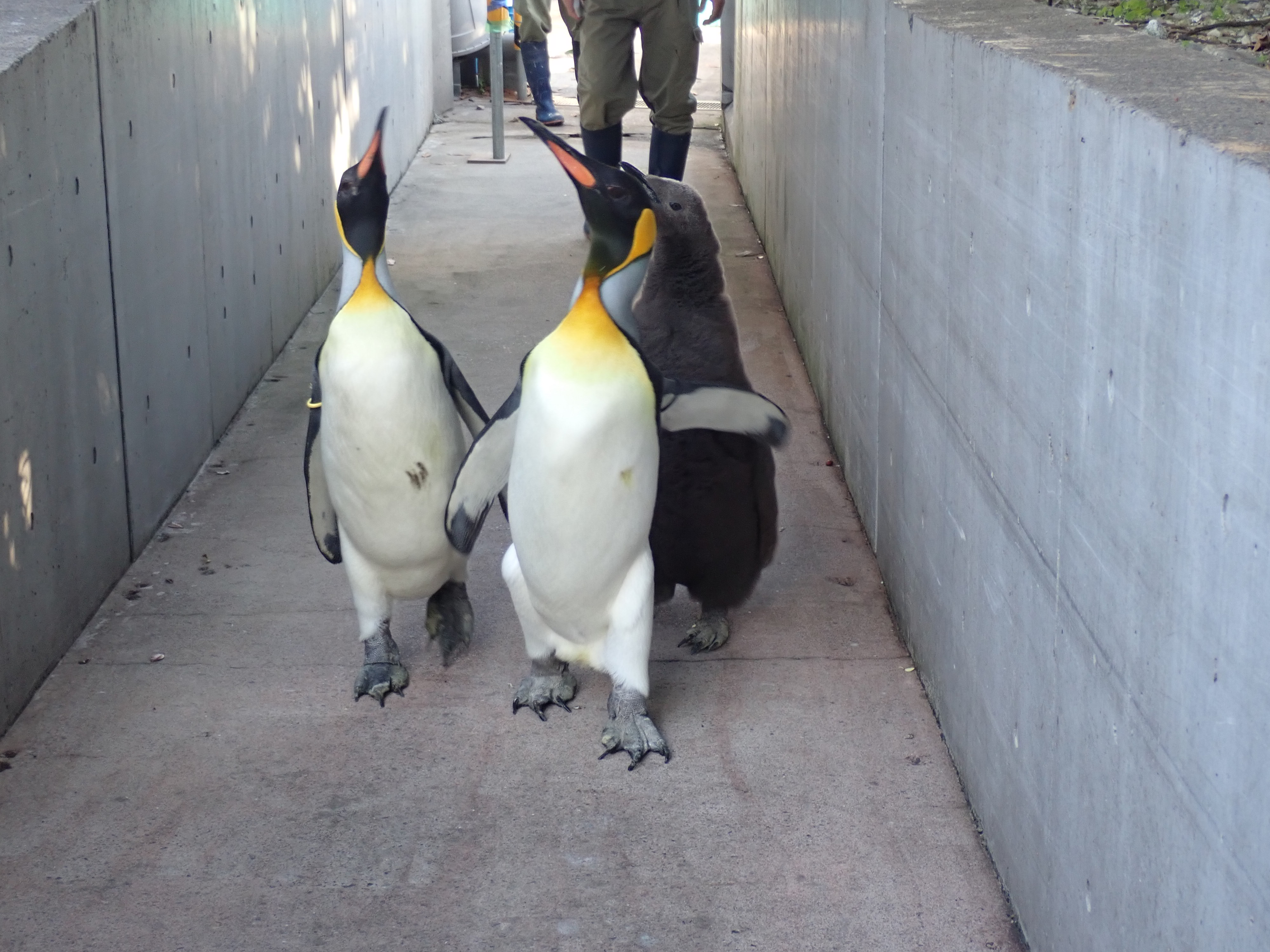 葛西臨海水族園 公式 続いて オウサマペンギンのヒナが 室内の飼育室から初めて屋外の展示場に出た時の様子です 両親と一緒に勢いよく歩いていきますが ヒナにとって最初の試練が このあと飼育係の補助があり なんとか展示場に出ることが