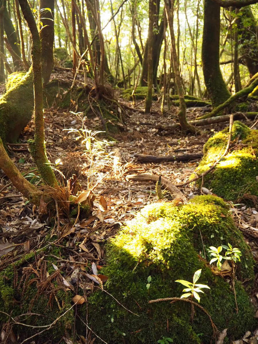 でんでっち 縄文杉まで白谷雲水峡から往復12時間 暗い中スタートで日がくれるギリギリで帰ってこれました W 頑張った