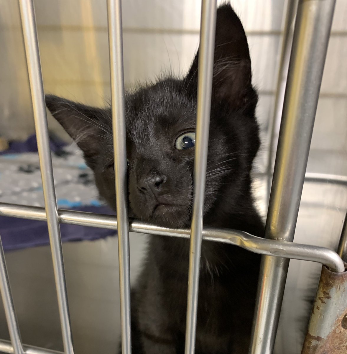 ShelterCatHSSCM's tweet photo. When you need love but first need flea treatment #kittenproblems #blackkittens #loveme https://t.co/eIKDsyhoDl