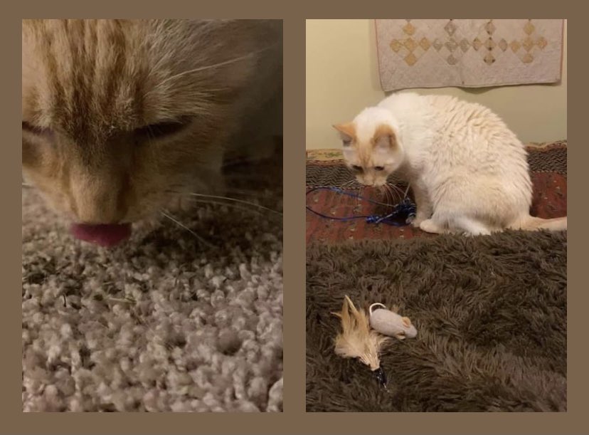 MelindaHoward4's tweet photo. Castro hitting the catnip and then too stoned to play with his toys. π#KittyProblems #Castro https://t.co/Oo6NukRnLv