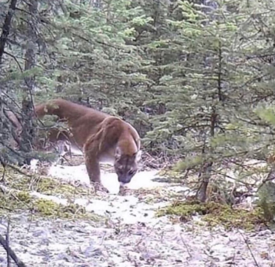 Because I'm a Guy tweet media