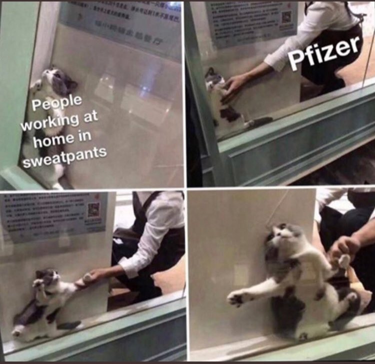 miblogestublog's tweet photo. why is this meme so good at representing me? https://t.co/FOFCcP4lZj