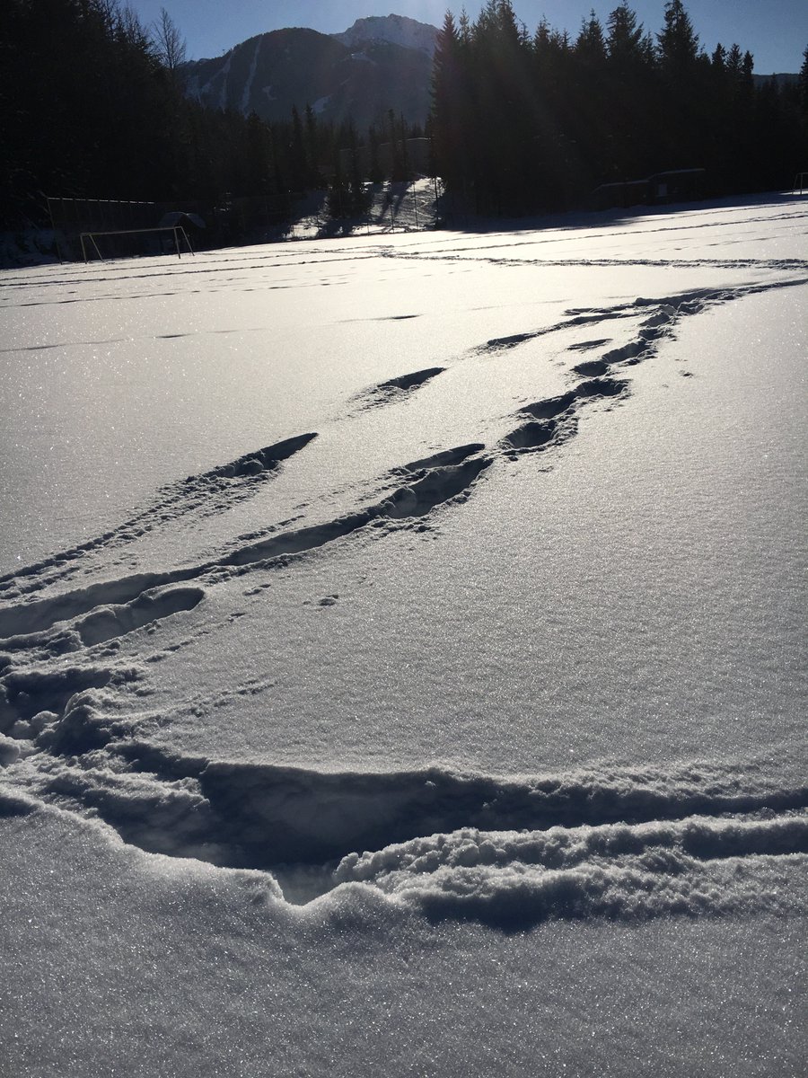 Visschinspired's tweet photo. I was walking through fresh snow in a park &amp; it was HARD! I was sweating &amp; breathing heavy. On my 2nd &amp; 3rd lap, I started to step in my own footprints, til it eventually became a path. By then it was easy. This metaphor is how I explain new learning &amp; neuro-pathways to my 7's. https://t.co/Hm1XAQC8iC