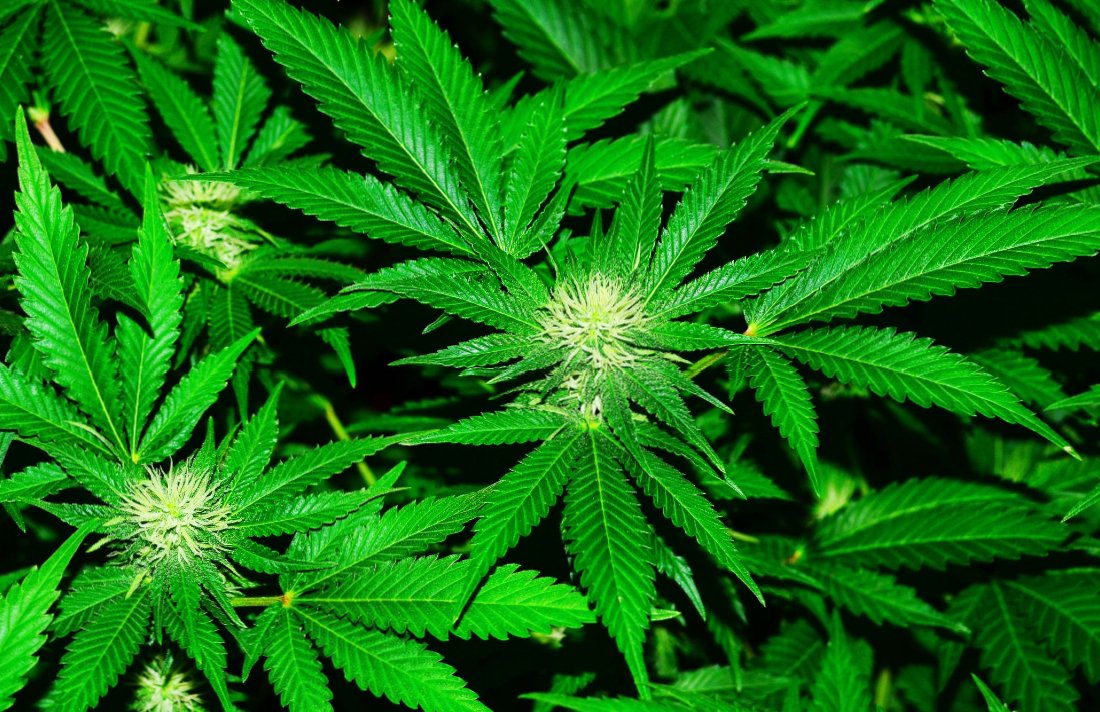 Best Darknet Market For Weed
