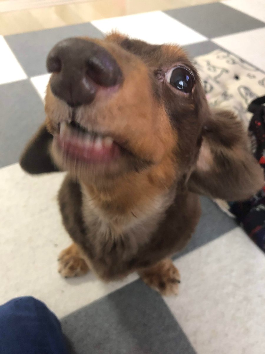 モバオク V Twitter 全日本失敗写真協会 しゃくれる仏犬 企業公式犬部 モバオク V Twitter 全日本失敗写真協会 しゃくれる仏犬 企業公式犬部