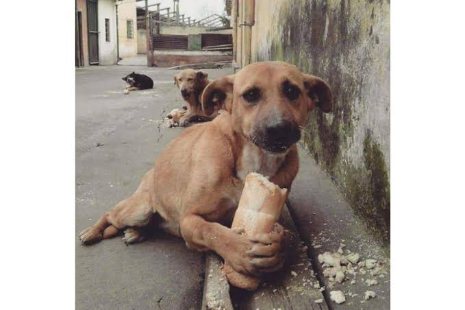 PatitasSin's tweet photo. ¿Sabías que el 27 de Julio es el día mundial del perro callejero? Desde el año 2008 buscando incentivar la adopción de dichos perritos que se encuentran en esta condición https://t.co/AYAr0QGDNK