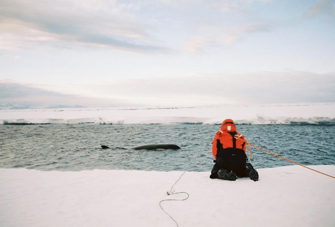 LordeDaily's tweet photo. New photos of Lorde in Antarctica https://t.co/1mZrha1gIn