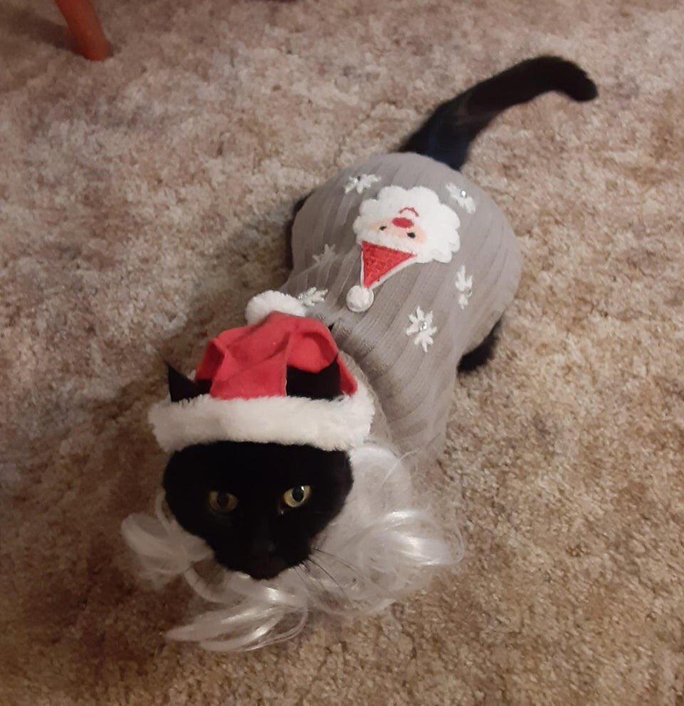 I wouldn’t blame this cat for now hating Christmas.   #CatsHateChristmas  https://www.reddit.com/r/ChristmasCats/comments/k0jed2/my_sisters_cat_twinkletoes/