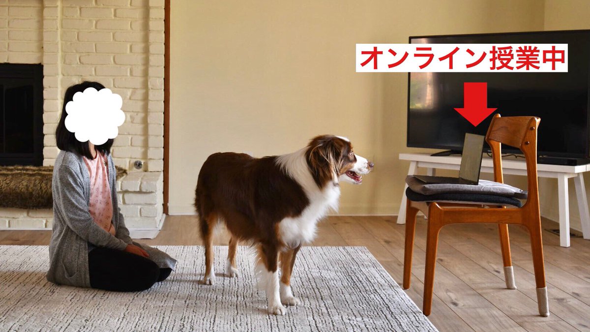 うちの犬が娘のオンライン授業 体育 に参加してクラスのアイドルになってた 授業中の犬猫乱入エピソードいろいろ Togetter