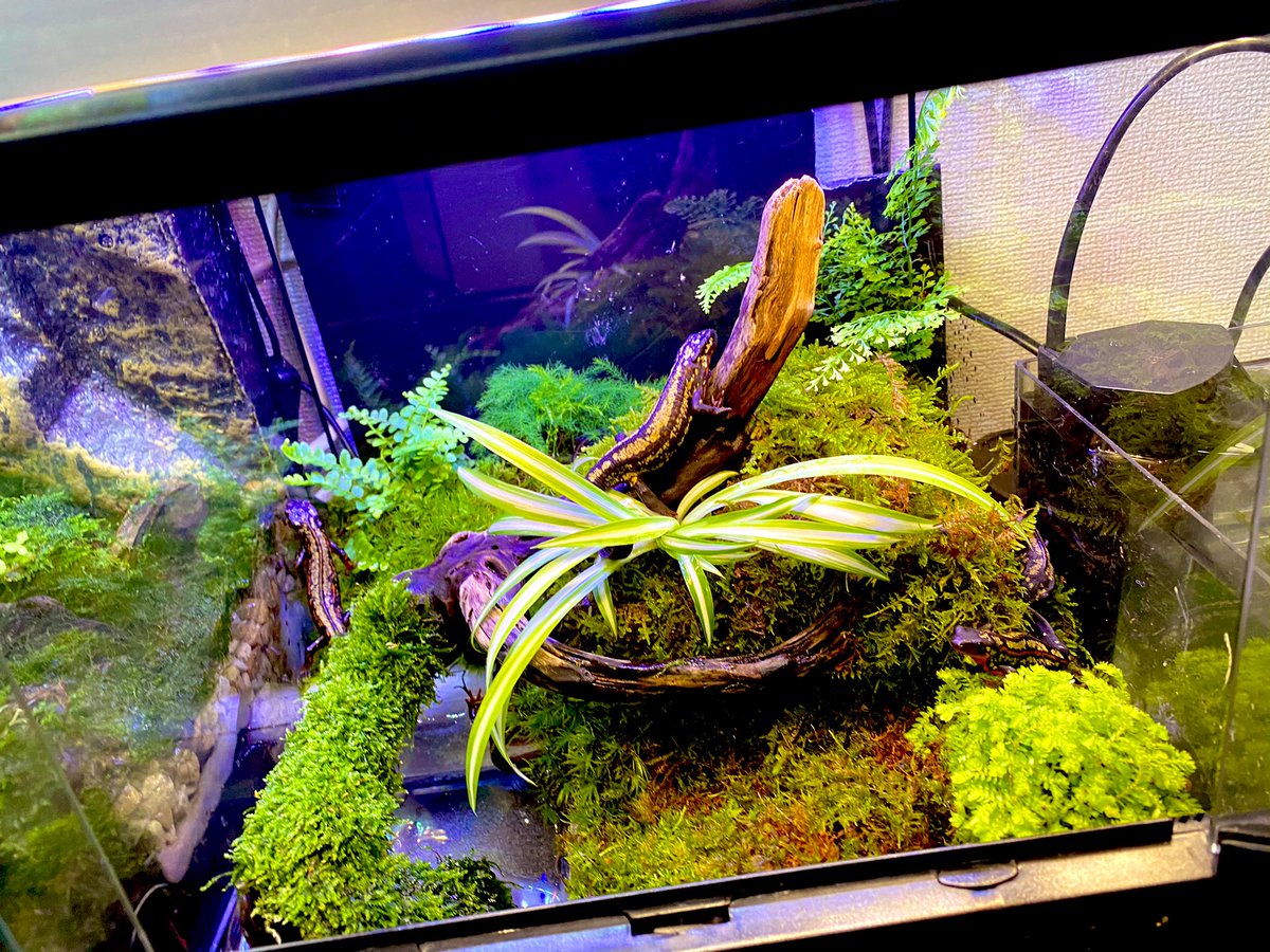 イモリん Shcbv8awp8qlyci Twitter