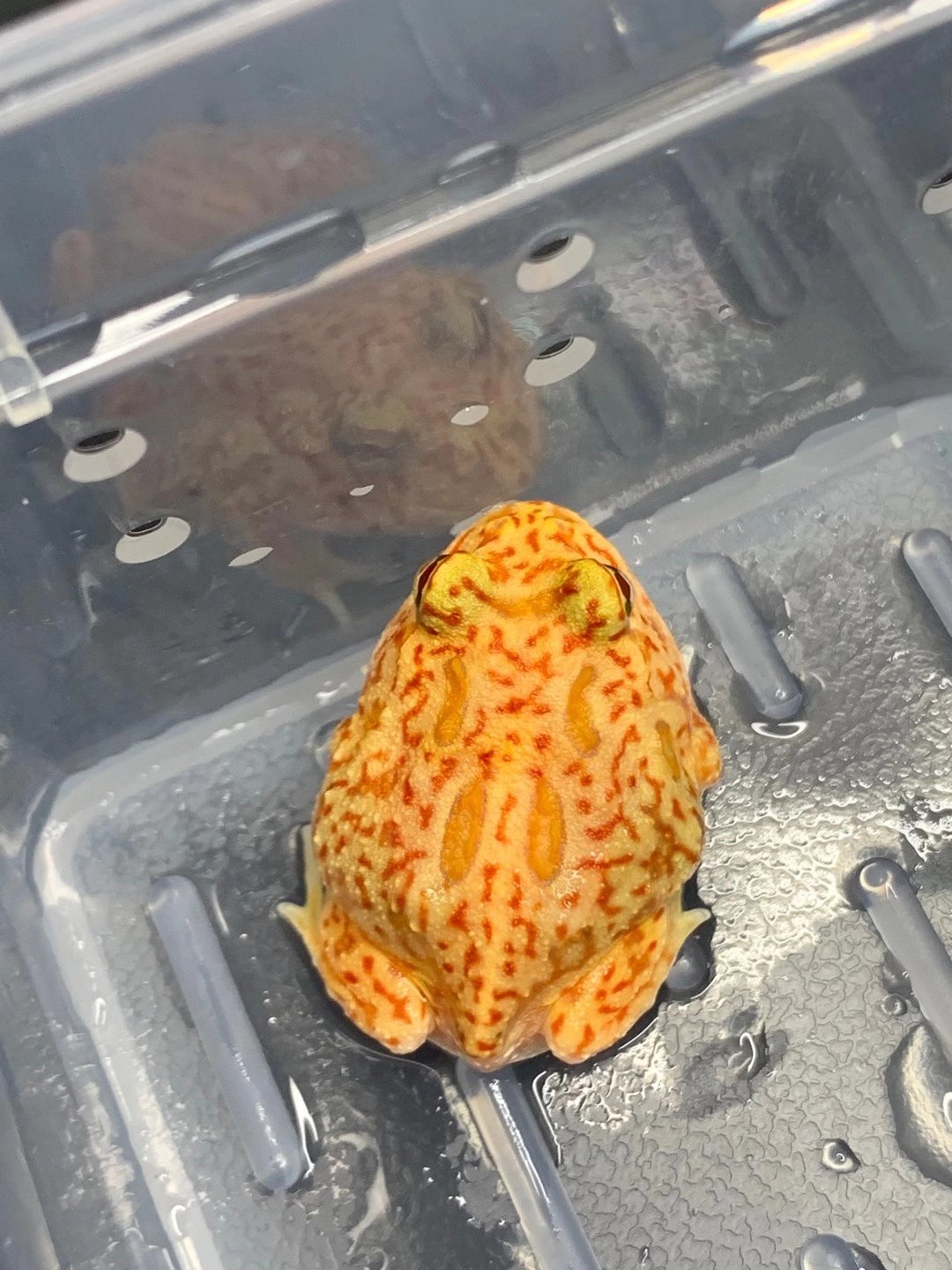 Dragon wing pacman frog 2025
