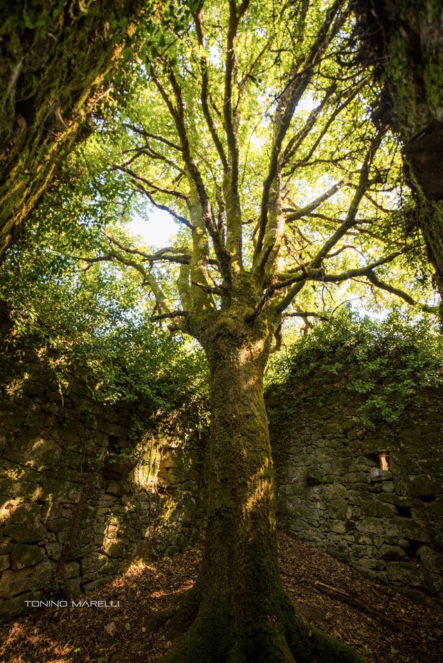 RXures's tweet photo. Un árbol crece "confinado" entre las ruínas de una antigua estancia de A Escusalla (Lobios)
https://t.co/iGPvlEMfzv https://t.co/lAaekLVZnI