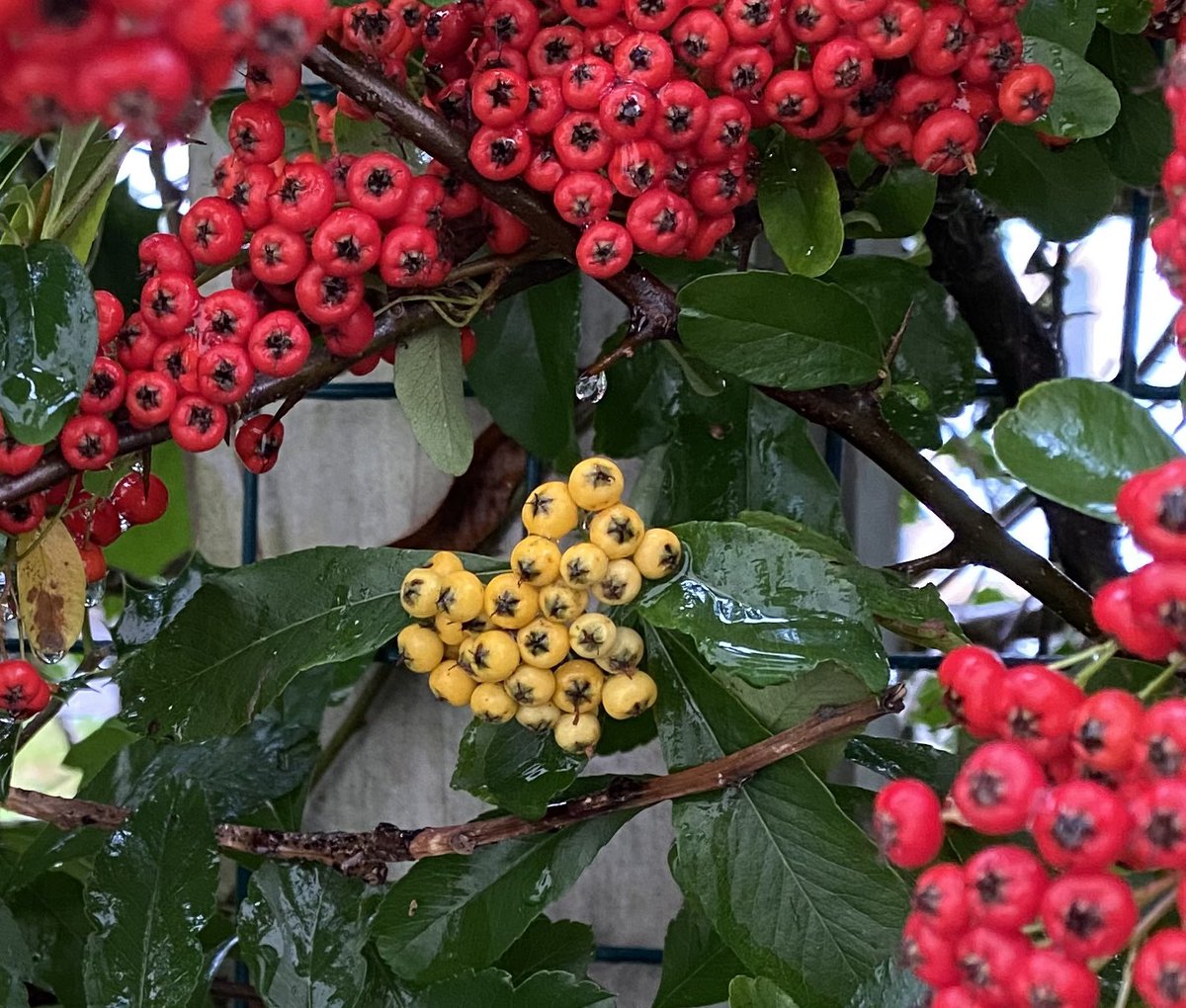 ElizAthertonSop's tweet image. Did you know #Pyracantha is from the Greek word for #Firethorn? The berries, though bitter, are actually edible (the birds love them) and are high in vitamin C. I planted these as bare roots three years ago and they are already a fantastic and lethally spiky hedge!