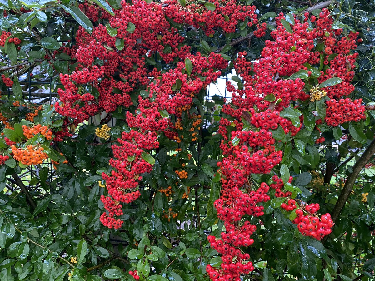 ElizAthertonSop's tweet image. Did you know #Pyracantha is from the Greek word for #Firethorn? The berries, though bitter, are actually edible (the birds love them) and are high in vitamin C. I planted these as bare roots three years ago and they are already a fantastic and lethally spiky hedge!