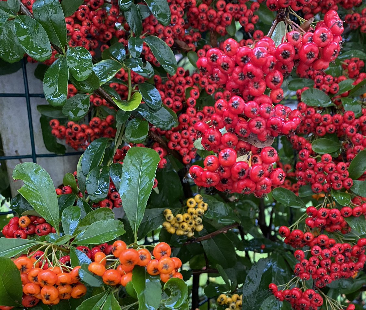 ElizAthertonSop's tweet image. Did you know #Pyracantha is from the Greek word for #Firethorn? The berries, though bitter, are actually edible (the birds love them) and are high in vitamin C. I planted these as bare roots three years ago and they are already a fantastic and lethally spiky hedge!