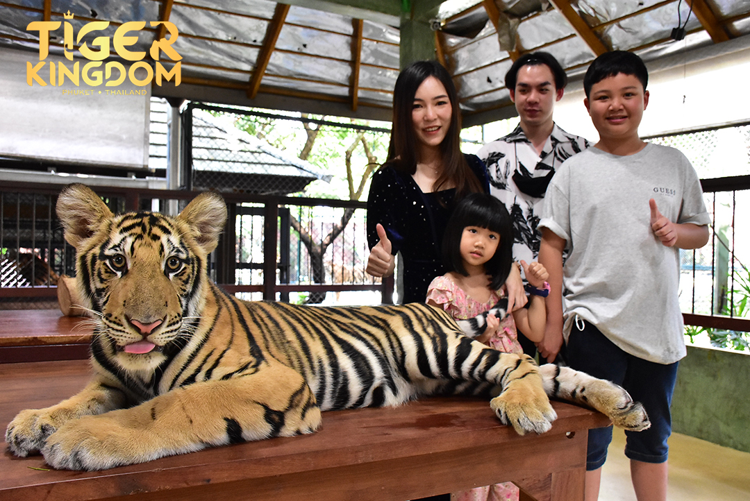 Tiger Kingdom on Twitter: Tiger Kingdom on Twitter: