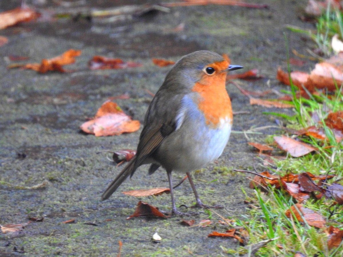 Early morning Robin. <a href="/Natures_Voice/">RSPB</a> <a href="/RSPBScotland/">RSPB Scotland</a> #BreakfastBirdwatch #NaturePhotography #nature #birds