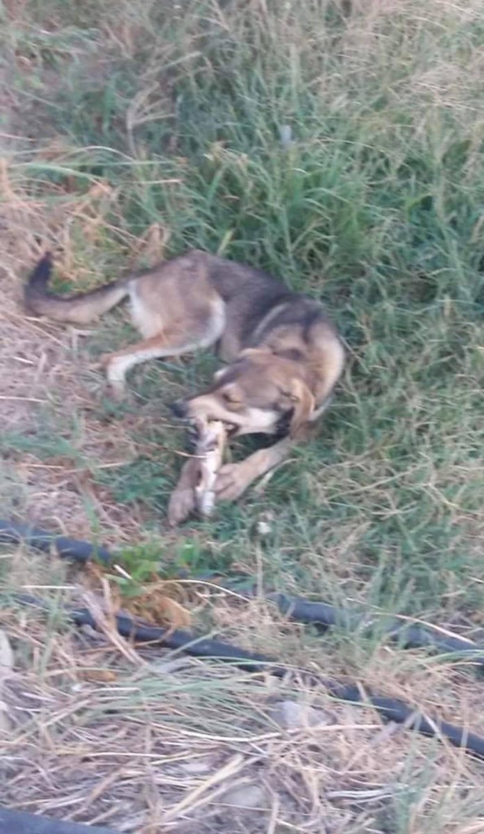 1371Takis's tweet photo. Lillika was eating bones to survive, she was following people she saw begging for help, she walked miles &amp; miles, I was trying to find her for 2 weeks, until someone found her 90 miles away from where they saw her the first time. So finally I found her &amp; took her with me. https://t.co/EiPZ7HZxyk