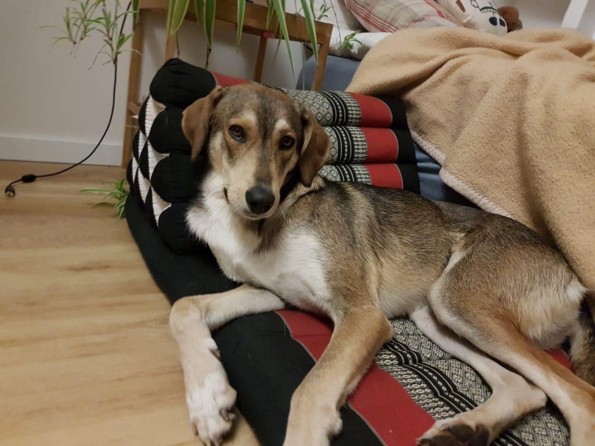 1371Takis's tweet photo. And here is Lillika today , adopted in Netherlands! Εδώ βλέπετε τη Lillika σήμερα , υιοθετημένη στην Ολλανδία ! https://t.co/BZlMRY3D0h