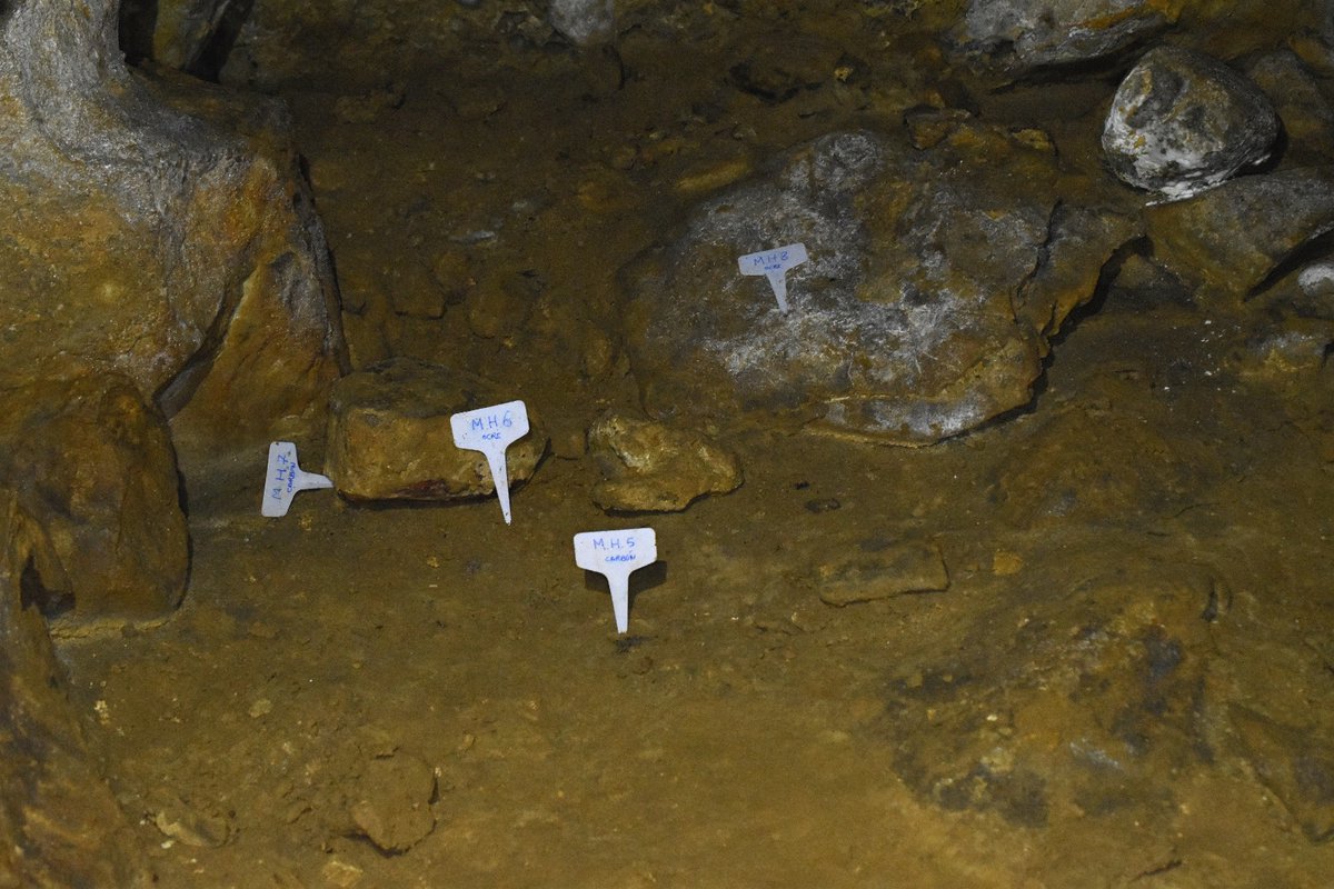 Inside the cave, we continued with an intensive surface survey of walls and floors, together with the archaeological record and the photographic documentation. #CaveArt  #PreMagdalenian  #Micolón  #Archaeology