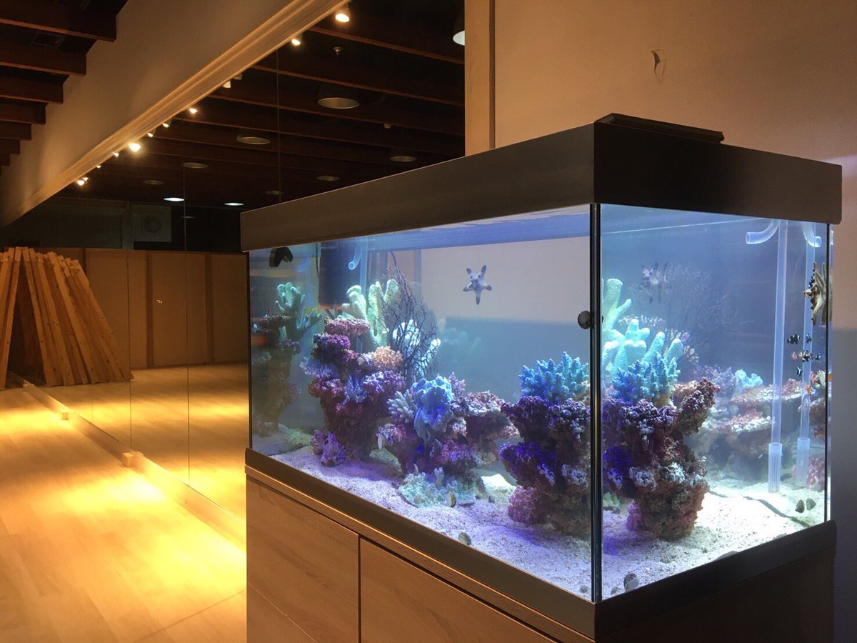 恵比寿店 チャーム公式 水槽のメンテナンスに行ってきました チャーム恵比寿店 Charm恵比寿店 水槽 恵比寿店 チャーム公式 水槽のメンテナンスに行ってきました チャーム恵比寿店 Charm恵比寿店 水槽