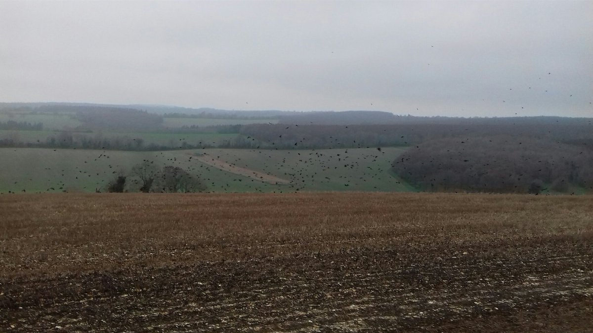 ginabchallen's tweet photo. Came up to see this old lady this morning and was treated to the sight of a massive flock of crows across the fields. Tim was fascinated by them. #amwalking #halnakerwindmill. Very noisy!! https://t.co/exv0IHT0C9