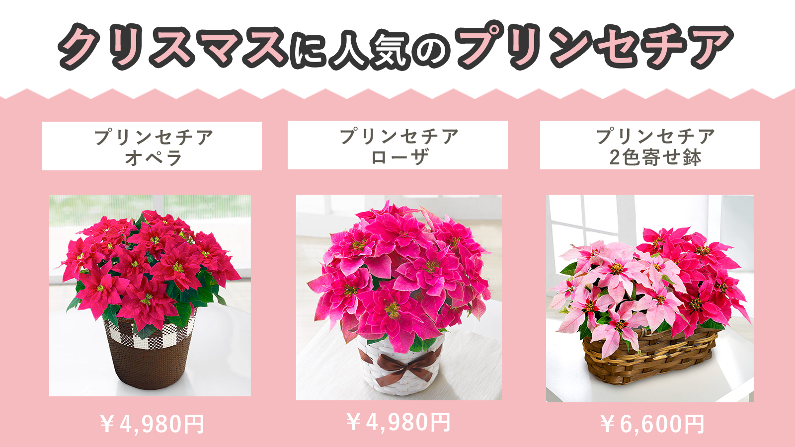 花キューピット I879 Com 公式 クリスマスプレゼントにプリンセチア クリスマスに人気のプリンセチアは 思いやり という花言葉を持ち 贈り物にぴったりです プリンセチアはポインセチアの一種ですが 華やかなのと 丈夫で長く楽しめるのが 花キューピット I879 Com 公式 クリスマスプレゼントにプリンセチア クリスマスに人気のプリンセチアは 思いやり という花言葉を持ち 贈り物にぴったりです プリンセチアはポインセチアの一種ですが 華やかなのと 丈夫で長く楽しめるのが