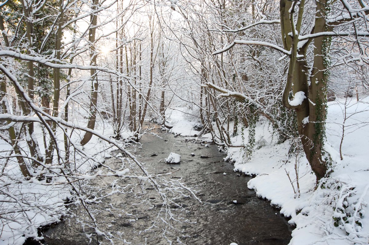 ForestryEngland's tweet photo. #TeaTimeTreeTime Our virtual forest bathing gallery has had a Christmas makeover. If you’re unable to visit the forest right now, you can enjoy the frosty and misty views here 👉 https://t.co/2j9031nCDl https://t.co/feZxc9l9Zf