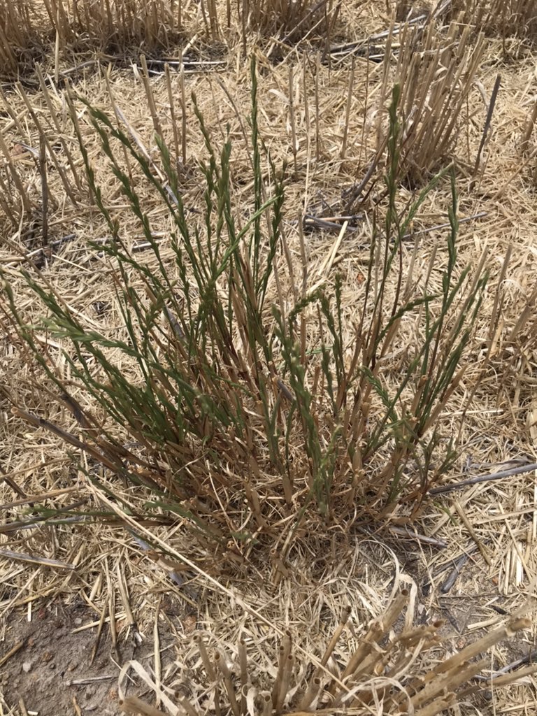 Ryegrass laughing at HWSC in South WA. Re-shooting after 50ml of rain 4 weeks ago. <a href="/AHRI_Team/">AHRI</a>