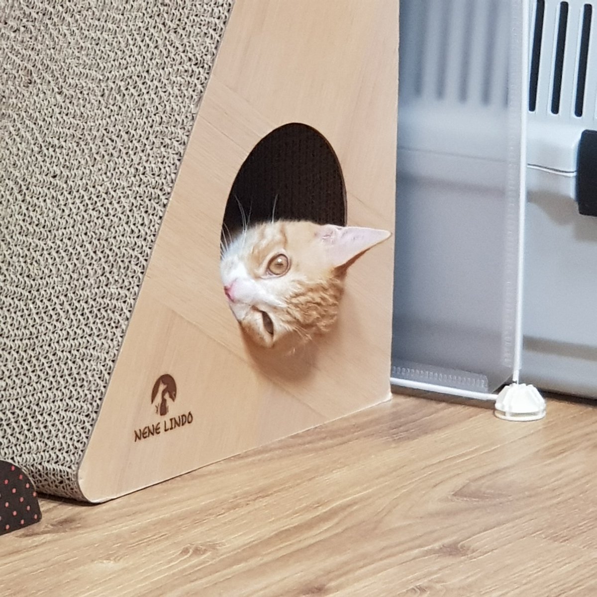 Charlie181226's tweet photo. [RT부탁!!!!]

고속도로에서 구조된 쫄쫄이를 기억하시나요?
누피라는 이름으로 임보처에서 아주 건강하고 씩씩하게 자랐지만 임보자님의 사정으로 집을 옮겨야 하게 되었습니다ㅠ
사람무릎 좋아하고 체력좋은 꿩강발랄 누피의 가족이 되어주세요!

https://t.co/zXz3ktGw1d https://t.co/PTRn8ZOKQV