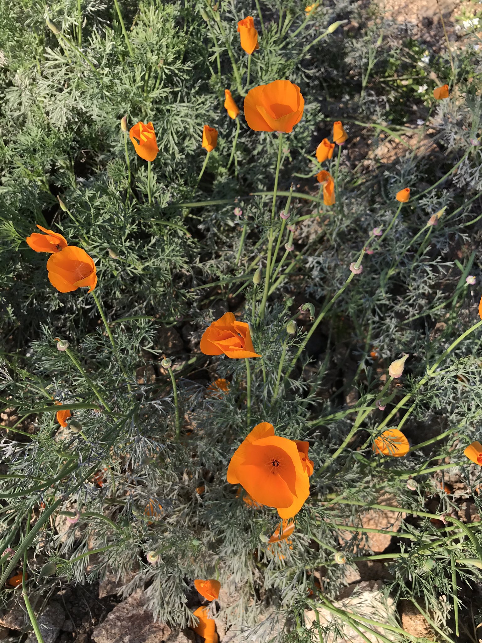 方舟子on Twitter 今日所见野花 加州罂粟 California Poppy 西部红芽花 Western Redbud 美丽月见草 Pink Ladies 聚花沥青草 Clustered Tarweed T Co R0gnuh4ev7 Twitter