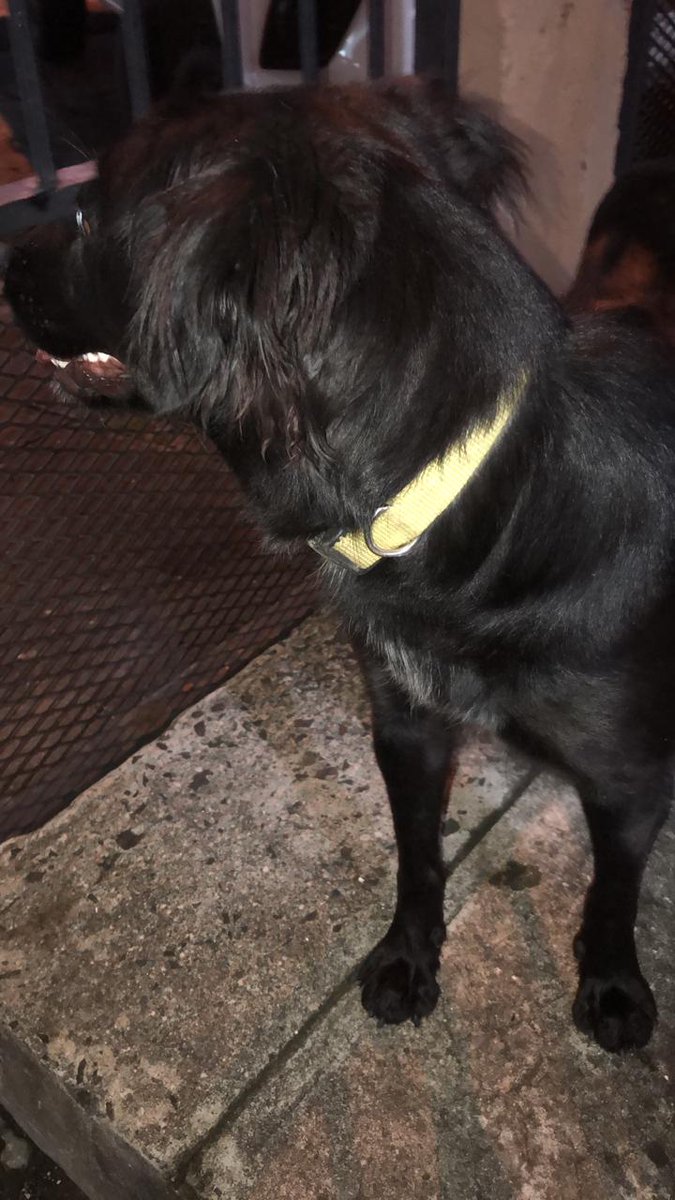 rake_mendoza's tweet photo. Perrita encontrada por Parque Lefevre, tiene correa. Cualquiera que la reconozca llamar al 6247-1854. Por favor compartir 🙏🏼. @PatasyPies @lindabran1 @quinnannette @fundasis @DeParqueLefevre @Traficologo1 @mascotaspanama https://t.co/YodguSJxKz