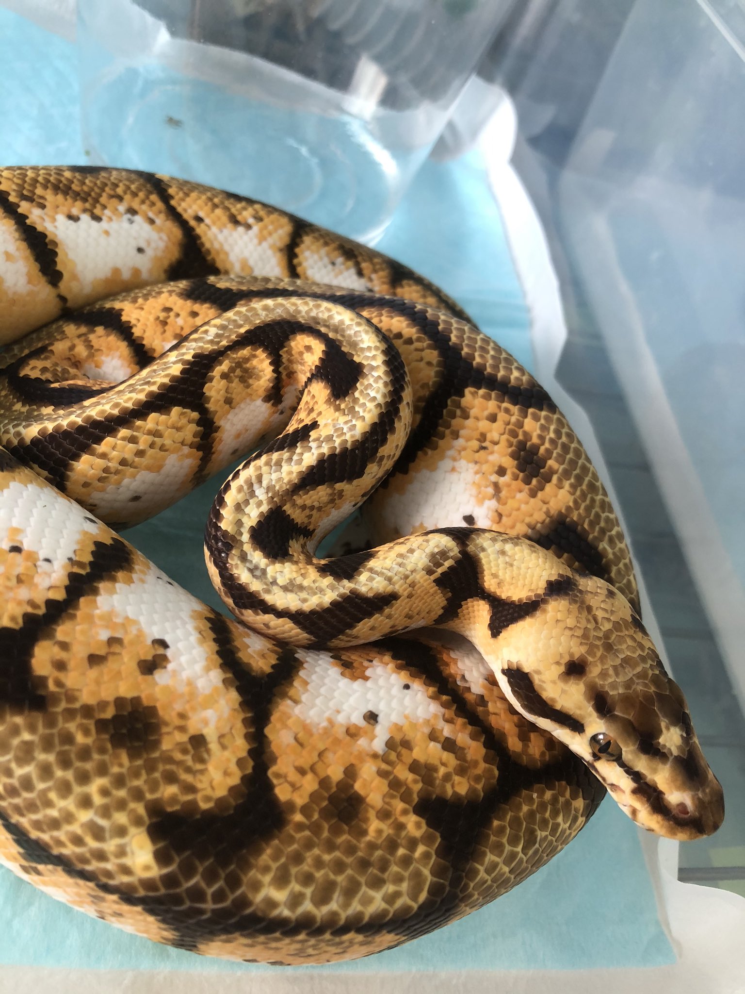 Petstationnatural ボールパイソン Nrマンダリンバンブルビー 眼がマンダリンカラー T Co Qgxpicmu1g Twitter