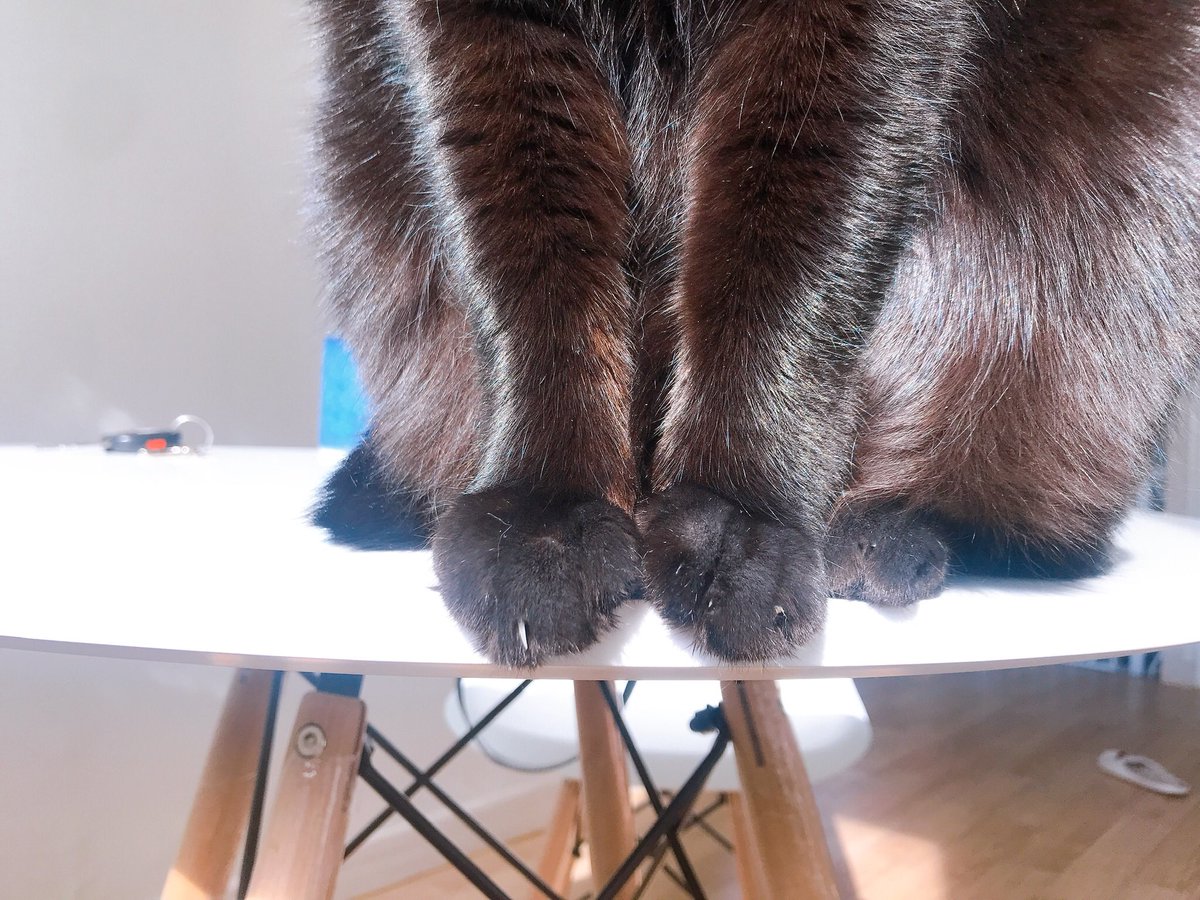 blacksesame_'s tweet image. 탄주먹 고양이발이랍니다.